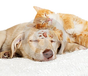 Kitten and puppy sleeping