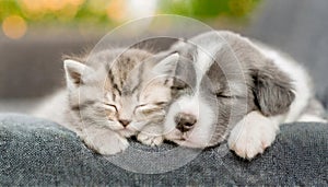 Kitten and puppy sleeping cuddled together on the sofa, close up