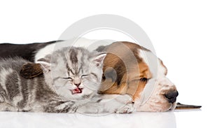 Kitten and puppy sleeping together. isolated on white background