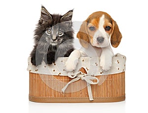 Kitten and puppy together on a white background