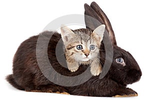 Kitten and Rabbit