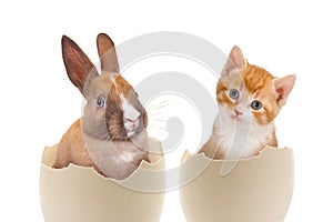 Kitten and rabbit in white eggs