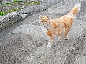 Kitten Rambling Outdoors