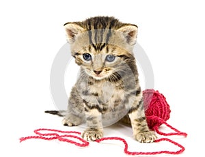 Kitten with red ball of yarn on white background