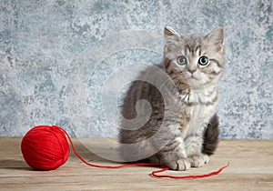 Kitten and red thread ball