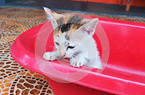 The kitten is relaxing on the bath