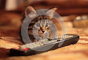 Kitten with remote control