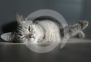 Kitten rest in sunny room