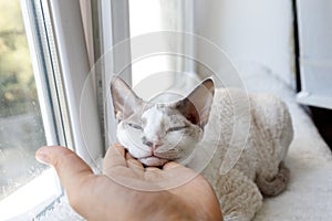 The kitten rested her muzzle on the man's palm and closed her eyes. White Devonrex kitty with blue eyes