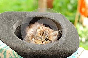 Kitten resting in old hat