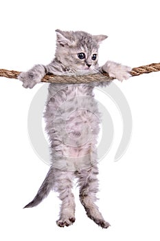 Kitten with rope