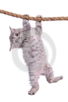 Kitten with rope