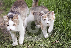 Kitten runs alongside mother cat in the grass