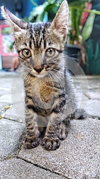 A kitten with sad face sitting on conblock