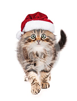 Kitten in Santa Claus hat