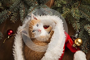 Kitten in santa hat on Christmas background and fur tree