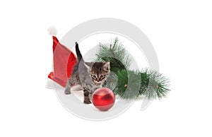 Kitten with Santa`s hat, branch of fir and new year ball