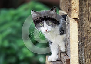 Kitten scared peeking out of a wooden window garden house shelters