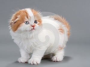 Kitten scottish fold breed