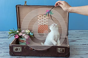 Kitten of Scottish fold breed with blue eyes sits inside vintage