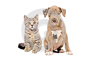 Kitten Scottish Straight and pitbull puppy