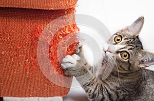 Kitten scratching fabric sofa