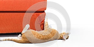 Kitten scratching fabric sofa