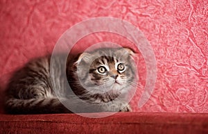 Kitten scratching orange fabric sofa