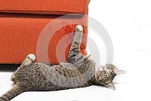 Kitten scratching fabric sofa