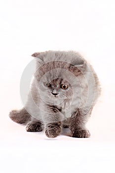 Kitten Selkirk Rex on white background gray color