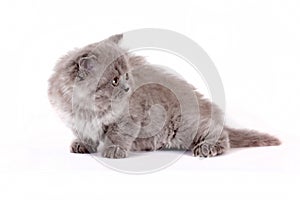 Kitten Selkirk Rex on white background gray color