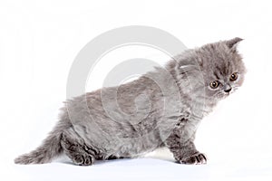 Kitten Selkirk Rex on white background gray color