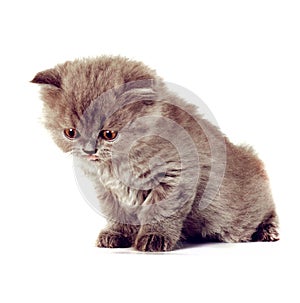 Kitten Selkirk Rex on white background gray color