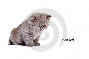kitten Selkirk Rex on a white background, gray color, advertising products for cats