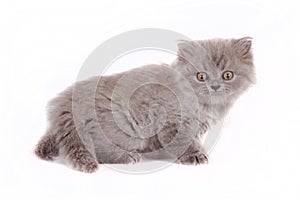Kitten Selkirk Rex on white background gray color, cat got scare