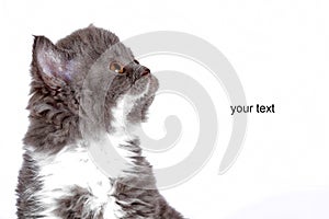 kitten Selkirk Rex on a white background, gray-white, advertising products for cats