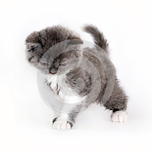 Kitten Selkirk Rex on white background gray-white color