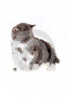 Kitten Selkirk Rex on white background gray-white color