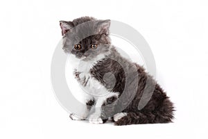 Kitten Selkirk Rex on white background gray-white color