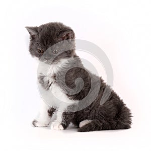 Kitten Selkirk Rex on white background gray-white color