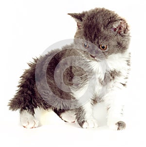 Kitten Selkirk Rex on white background gray-white color