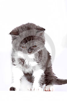 Kitten Selkirk Rex on white background gray-white color