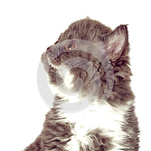 Kitten Selkirk Rex on white background gray-white color, cute pe