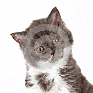 Kitten Selkirk Rex on white background gray-white color, cute pe