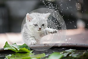 Kitten shakes the water off its leg