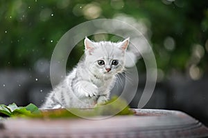 Kitten shakes the water off its leg