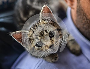 Kitten on the shoulder