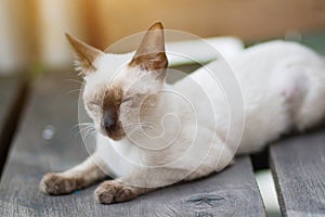 Kitten Siamesecat sitting and enjoy on wood terrace with sunlight