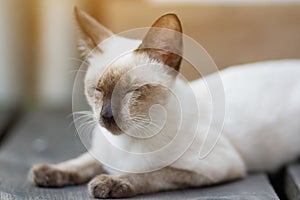 Kitten Siamesecat sitting and enjoy on wood terrace with sunlight