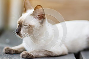 Kitten Siamesecat sitting and enjoy on wood terrace with sunlight